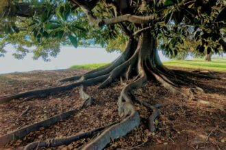 How Tree Roots Can Affect Your Plumbing