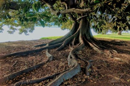 How Tree Roots Can Affect Your Plumbing